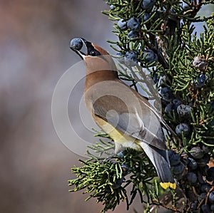 Cedar waxwing in a tree eating a juniper berry