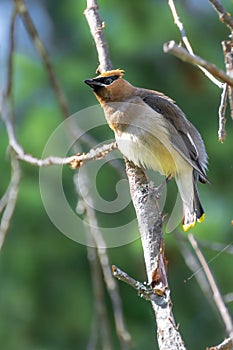 Cedar Waxwing on Vancouver Island