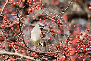 Cedar waxwing on e tree with red berries.