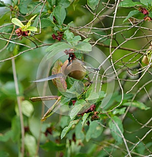 Cedar waxwingfeeding on tree branch photo