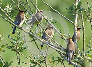 Cedar Waxwings