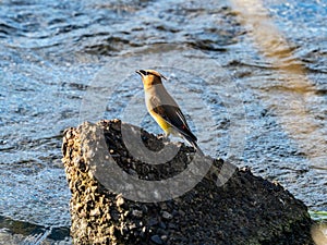 Cedar Waxwings on concrete boulder 5