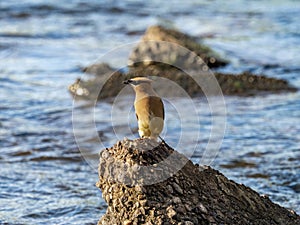 Cedar Waxwings on concrete boulder front