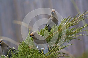 Cedar Waxwings on Junipers