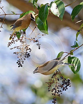 Cedar Waxwings share a berry