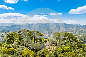 Cedars and beautiful valley view, Troodos mountains