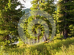 Cedars in coniferous wild forests. Taiga in the Ergaki Nature Park.