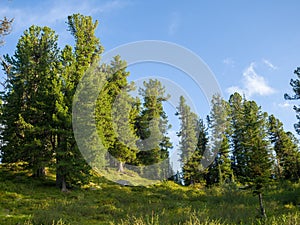 Cedars in coniferous wild forests. Taiga in the Ergaki Nature Park.