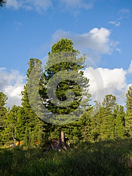 Cedars in coniferous wild forests.  Taiga in the Ergaki Nature Park.