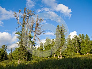 Cedars in coniferous wild forests. Taiga in the Ergaki Nature Park.