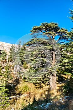 The Cedars of God at Bsharri in Lebanon