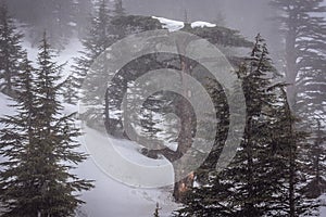 Cedars of God in Lebanon