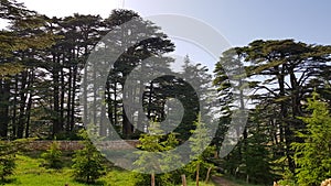 The Cedars of God located at Bsharri, are one of the last vestiges of the extensive forests of the Lebanon cedar that once thrived