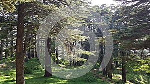 The Cedars of God located at Bsharri, are one of the last vestiges of the extensive forests of the Lebanon cedar that once thrived