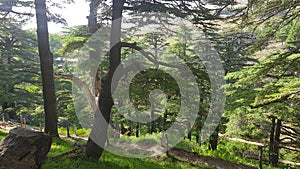 The Cedars of God located at Bsharri, are one of the last vestiges of the extensive forests of the Lebanon cedar that once thrived