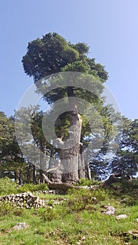 The Cedars of God located at Bsharri, are one of the last vestiges of the extensive forests of the Lebanon cedar that once thrived