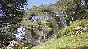 The Cedars of God located at Bsharri, are one of the last vestiges of the extensive forests of the Lebanon cedar that once thrived