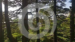 The Cedars of God located at Bsharri, are one of the last vestiges of the extensive forests of the Lebanon cedar that once thrived