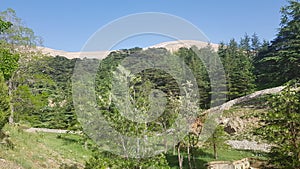 The Cedars of God located at Bsharri, are one of the last vestiges of the extensive forests of the Lebanon cedar that once thrived