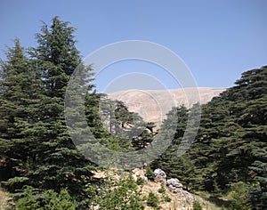 Among the Cedars of Lebanon