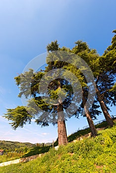 Cedars of Lebanon - Cedrus Libani