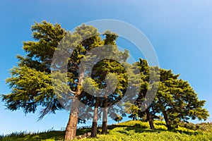 Cedars of Lebanon - Cedrus Libani