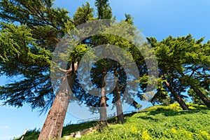 Cedars of Lebanon - Cedrus Libani