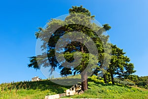 Cedars of Lebanon - Cedrus Libani