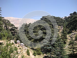 Cedars of Lebanon