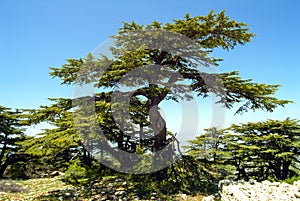 Cedars of Lebanon on the summit ridge of the Shouf Biosphere Reserve mountains, Lebanon