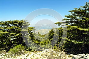 Cedars of Lebanon on the summit ridge of the Shouf Biosphere Reserve mountains, Lebanon