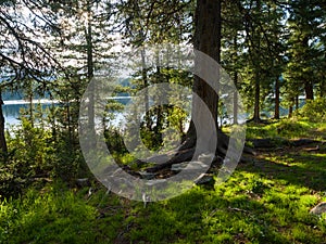 Cedars on the shore of a forest lake. Coniferous forests in the wild