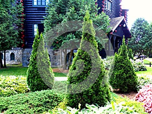 Cedars trio in the garden