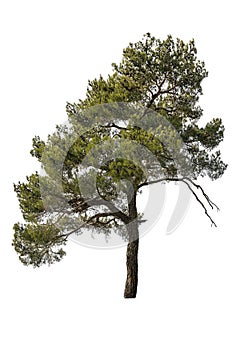 Cedarwood pine on white