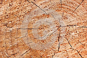 Cedarwood texture on the Taiwan