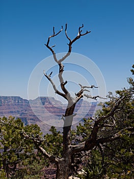 Ceder Tree at the Grand Canyon