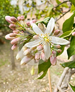 Cedro - Citrus medica flower in spring in botany. Italy, Palermo