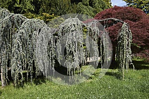 Cedrus atlantica glauca pendula tree in an ornamental garden photo