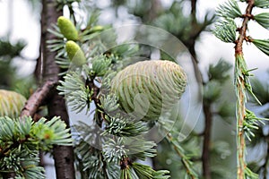 Cedrus atlantica photo