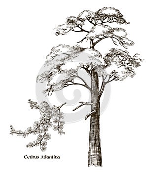 Cedrus atlantica tree and branch vector