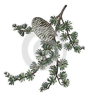 Cedrus atlantica tree branch vector