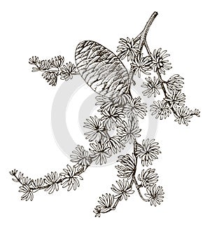 Cedrus atlantica tree branch vector photo