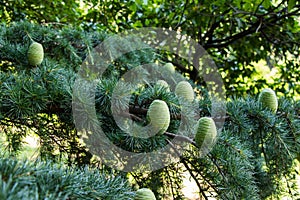 Cedrus Deodara in botanic garden, Pinaceae tree