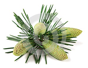 Cedrus deodara branch with cones photo