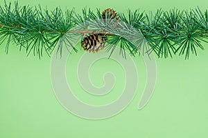 Cedrus deodara branch isolated on  background