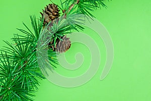 Cedrus deodara branch isolated on  background
