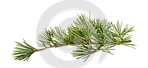 Cedrus deodara branch