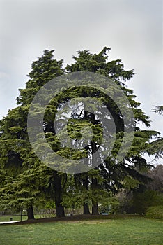 Cedrus deodara landscape