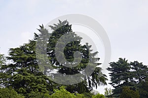 Cedrus deodara landscape