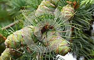 Cedrus deodara tree mainly known as cedar with seed cones. photo